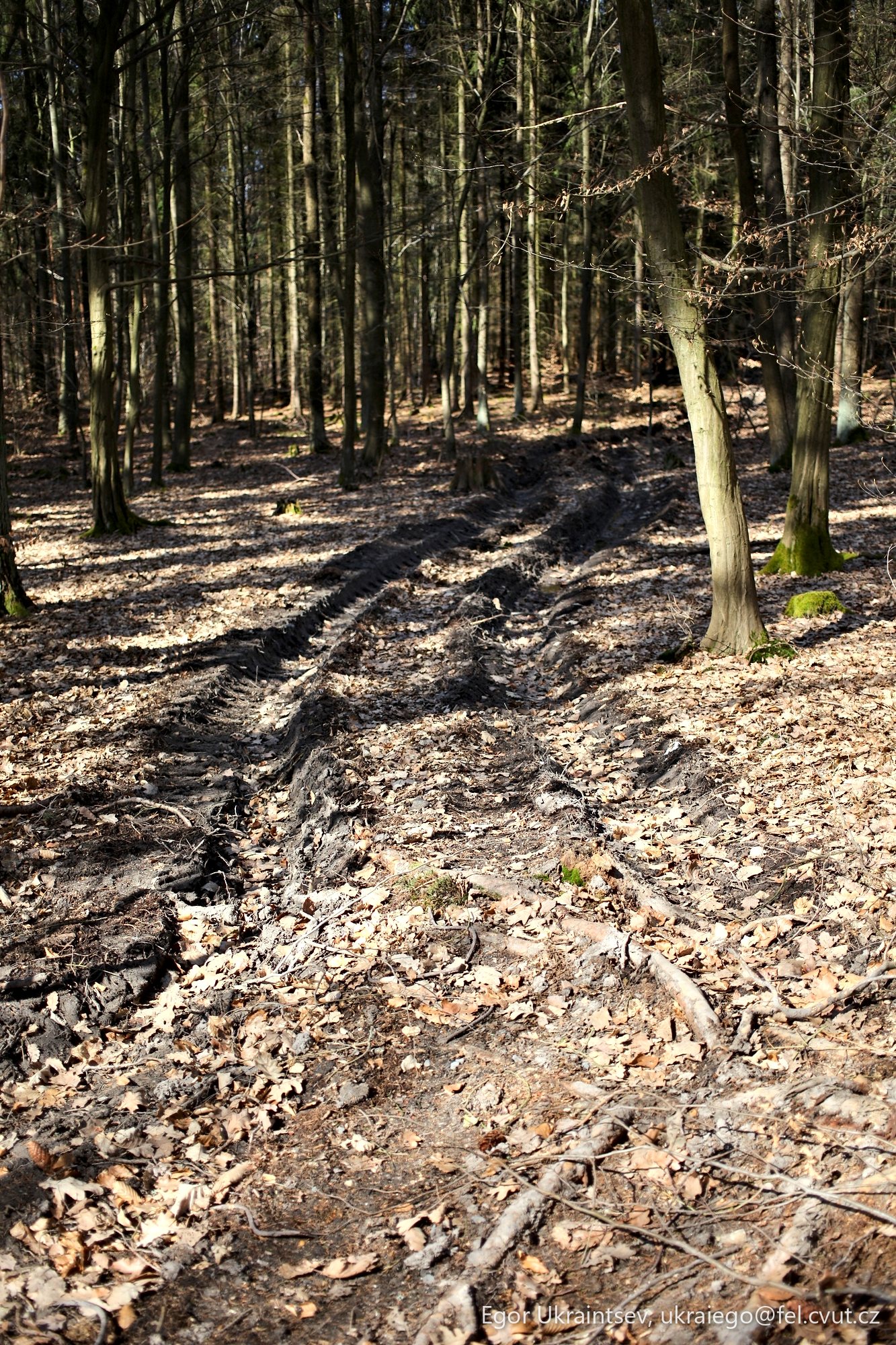 Path in the woods