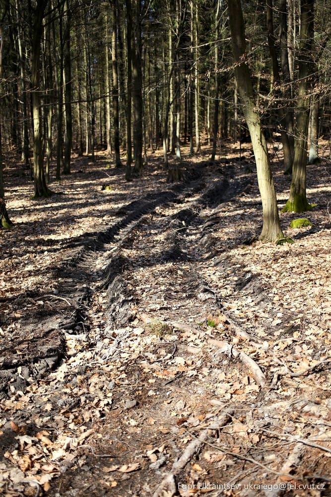 Path in the woods