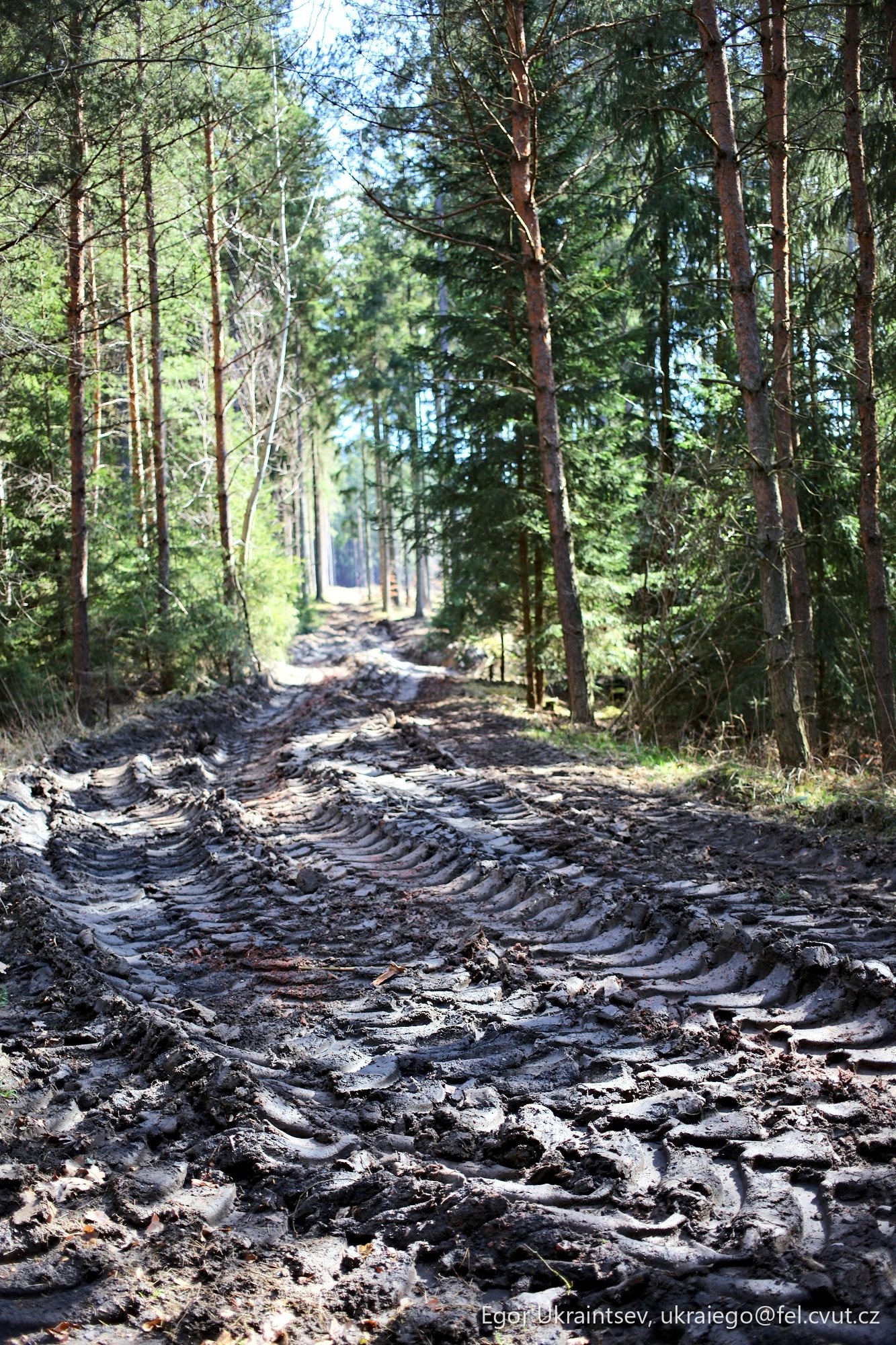 Dirt road in the woods