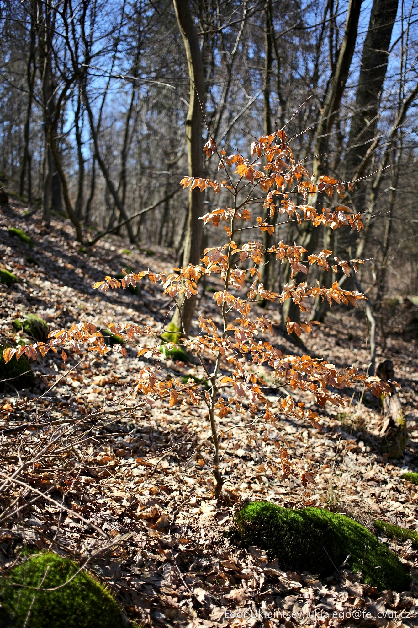 Small tree in the woods