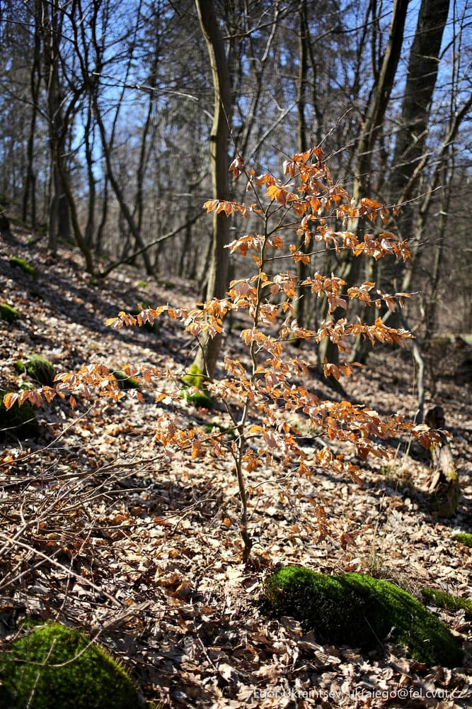 Small tree in the woods