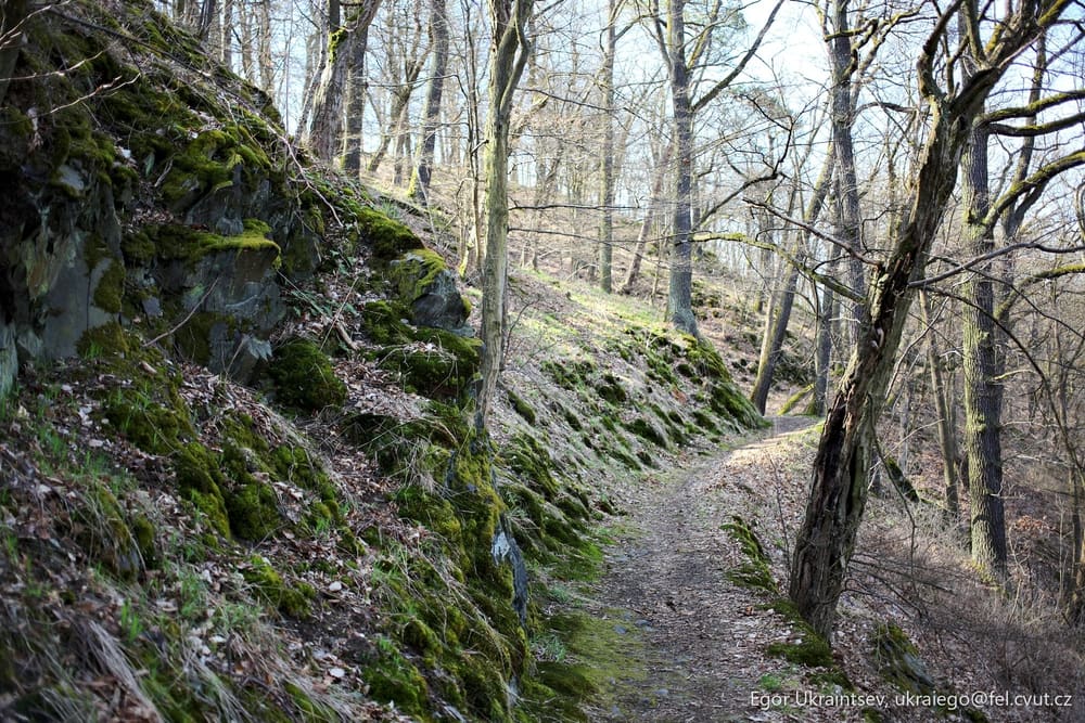 Path in the woods