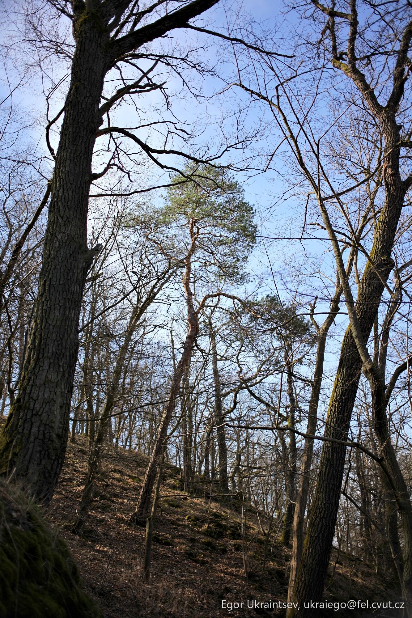 Forest with bare trees