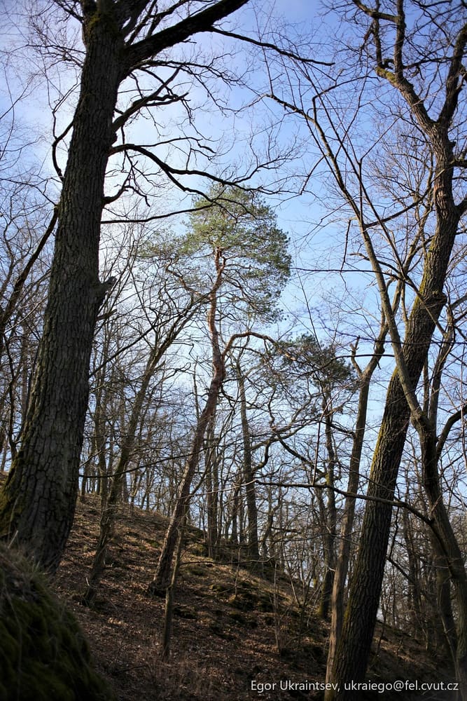 Forest with bare trees