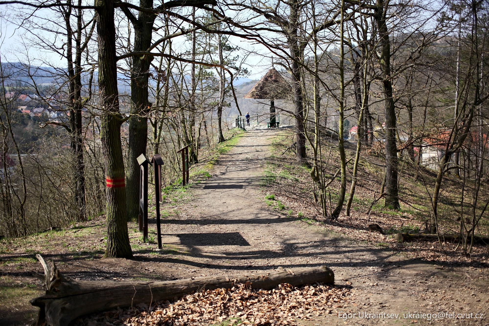 Path in the woods