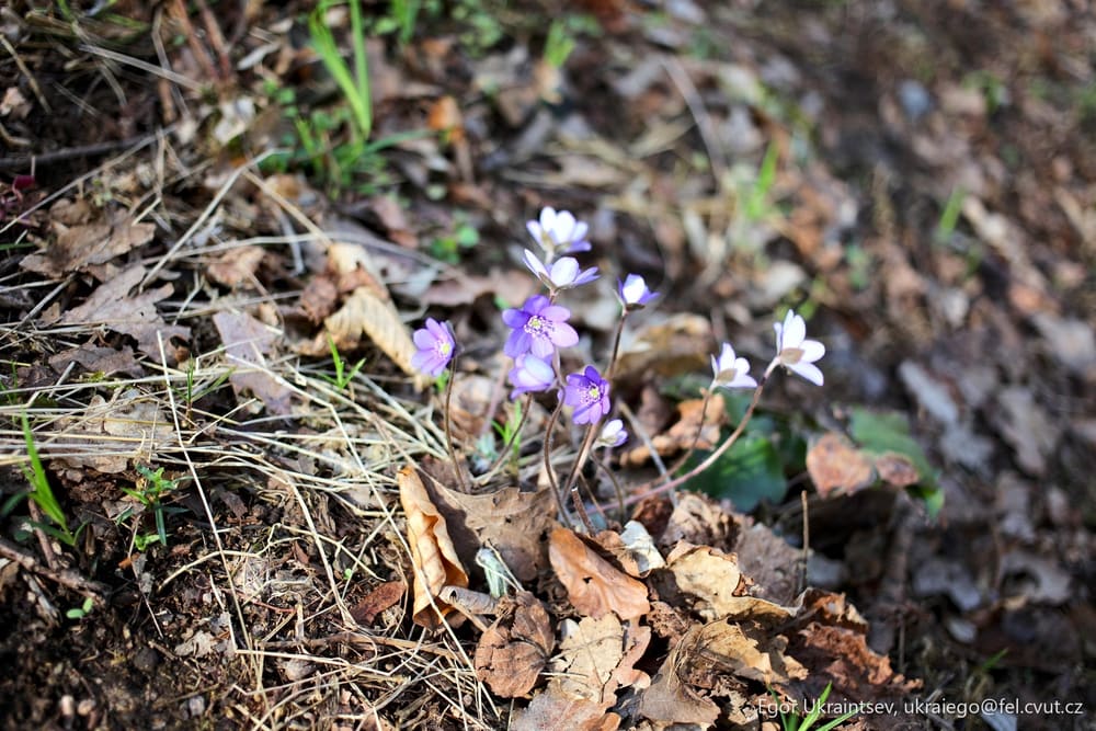 Purple flowers growing