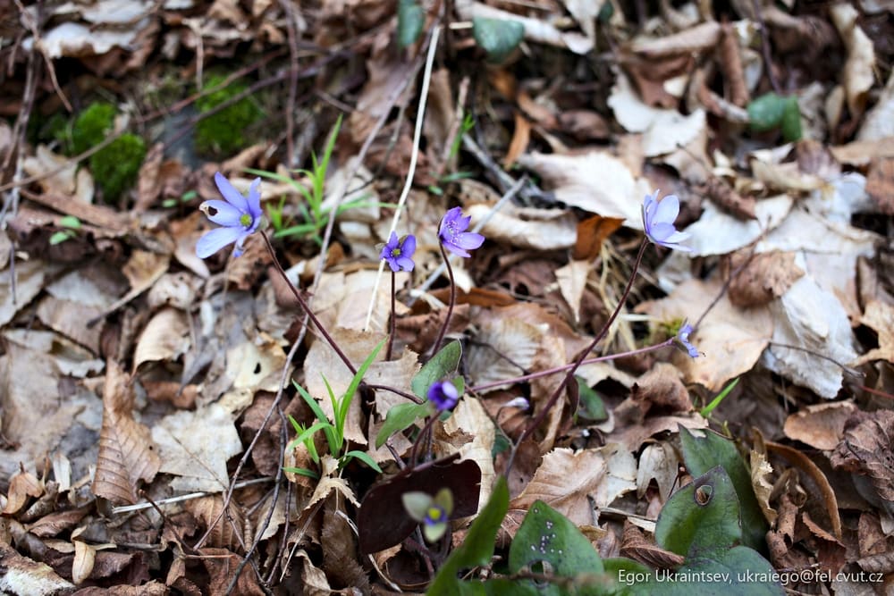 Purple flower in the woods