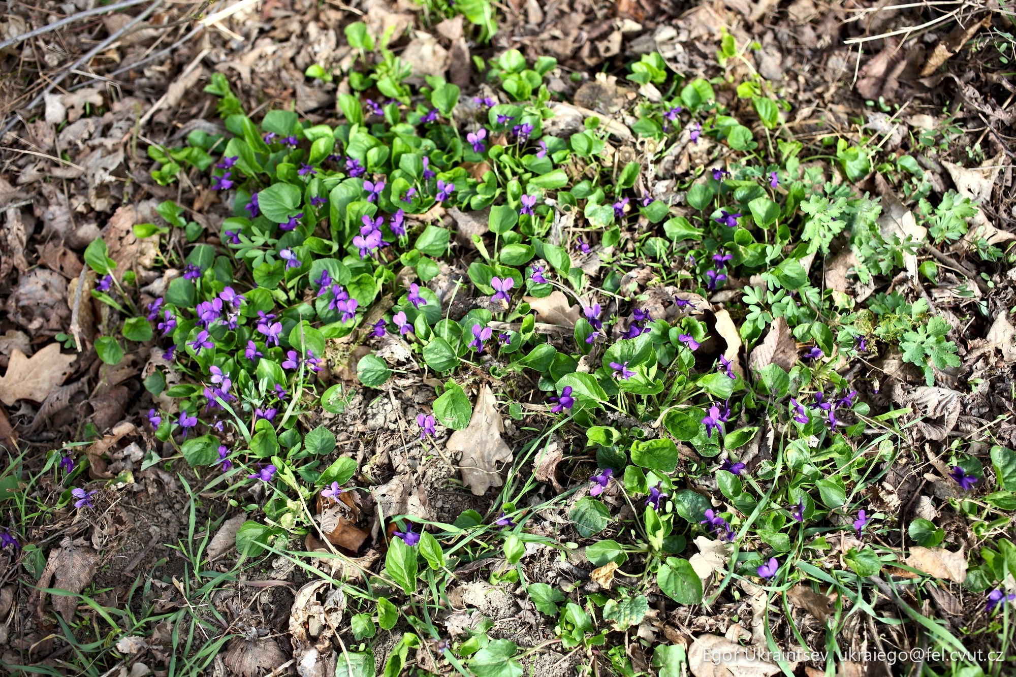 Purple flowers growing