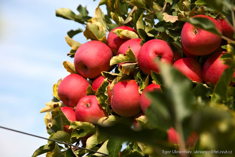 Red apples hanging