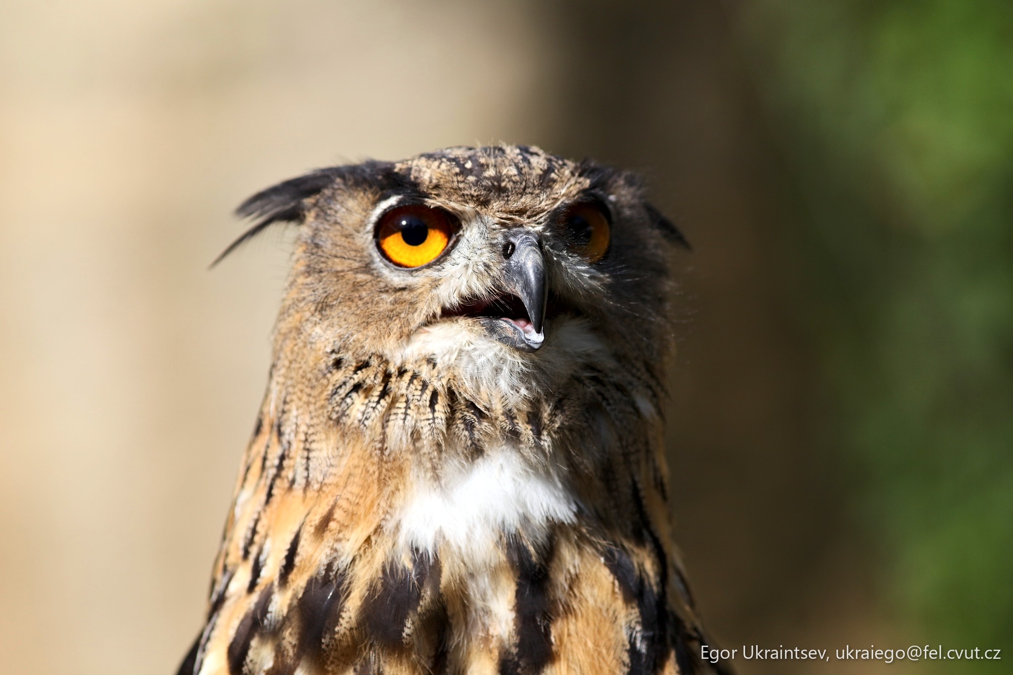 Owl with orange eyes