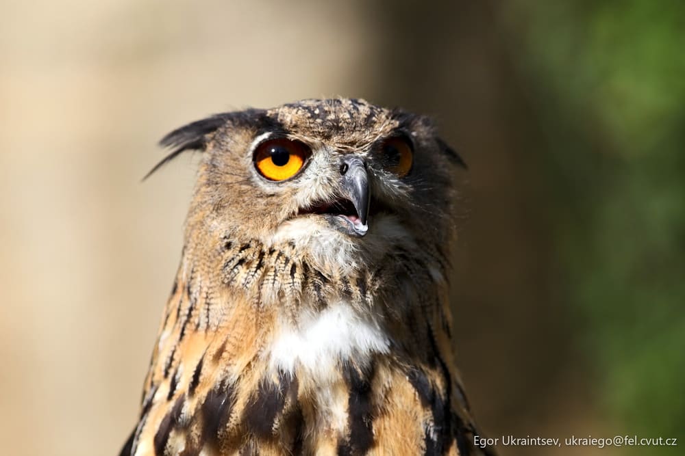 Owl with orange eyes