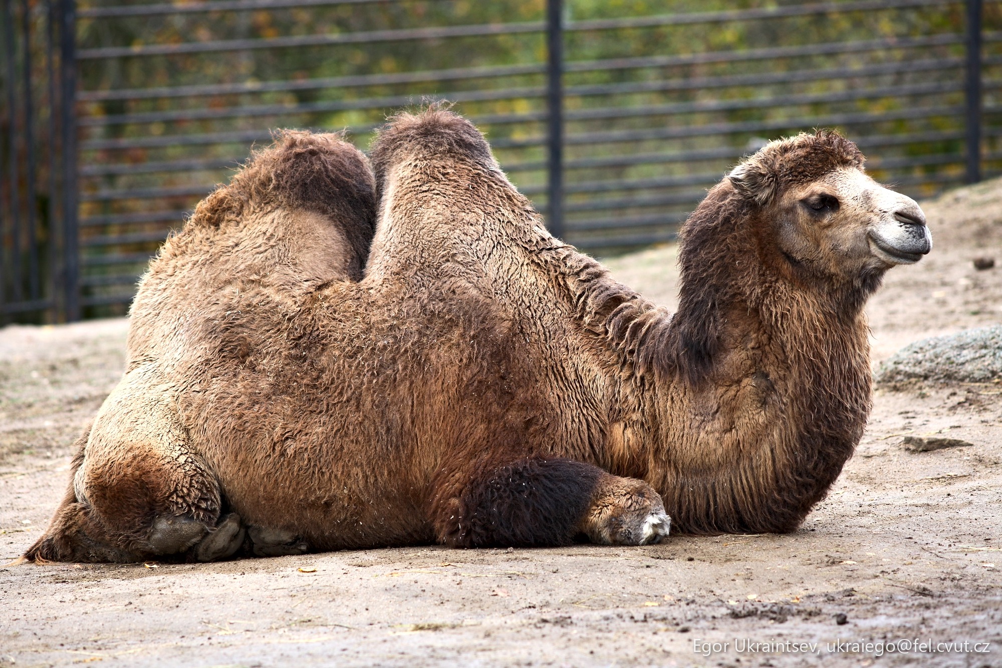 Camel laying on the ground