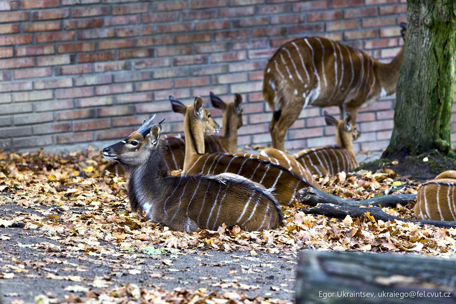 Group of animals