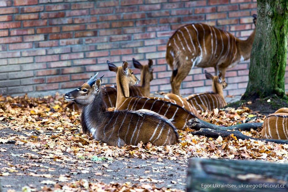 Group of animals