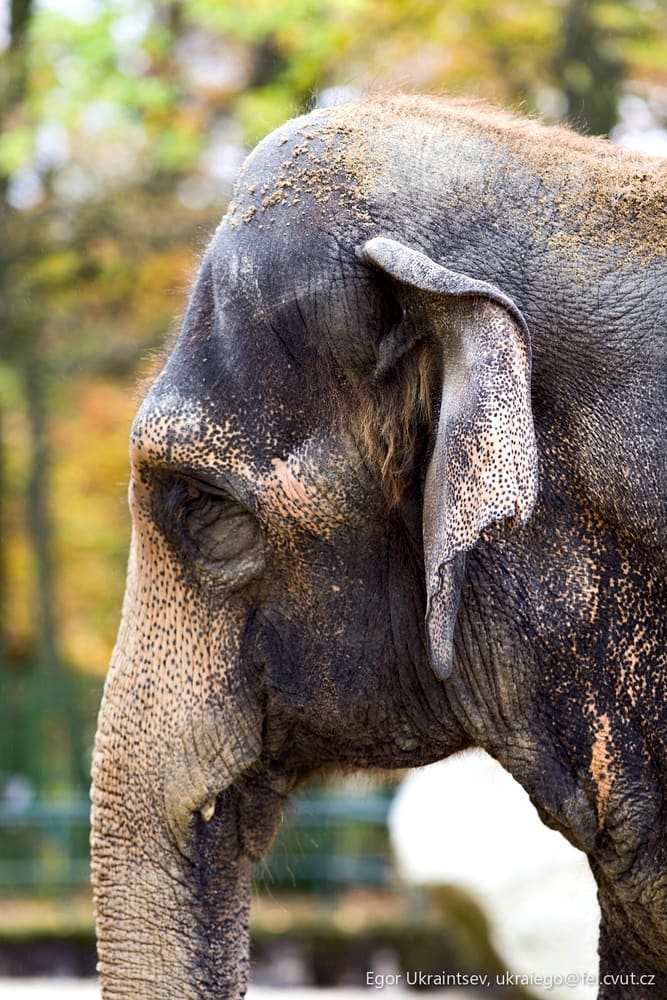 Elephant in a zoo