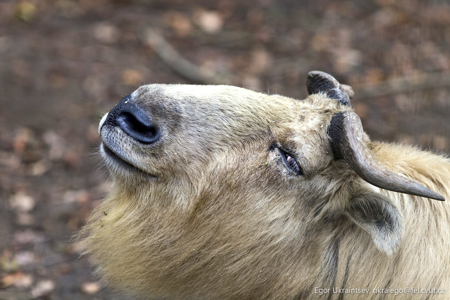 Capy cap