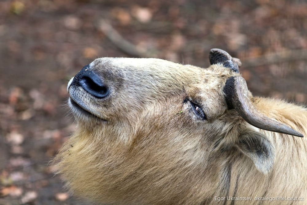 Capy cap