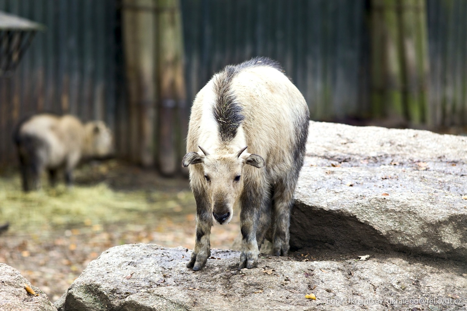 Polar bear in a zoo