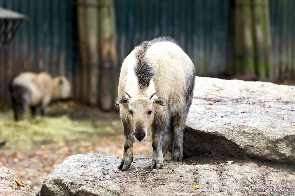 Polar bear in a zoo
