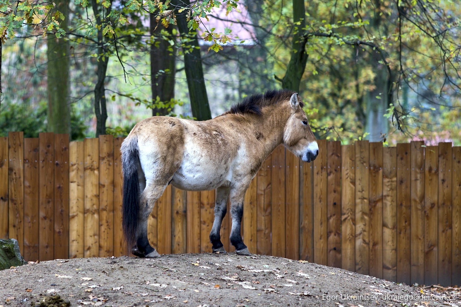 Horse standing on top of a pile