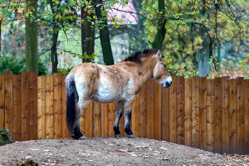 Horse standing on top of a pile