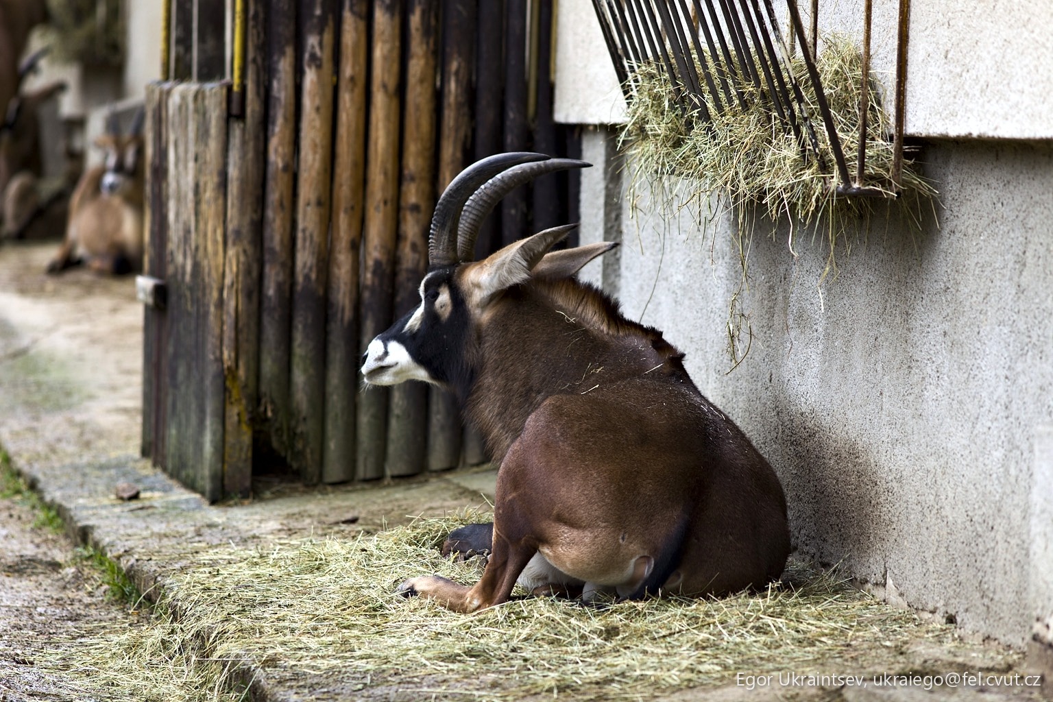 Goat sitting on the ground