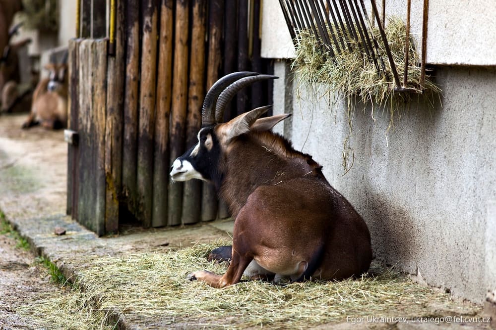Goat sitting on the ground
