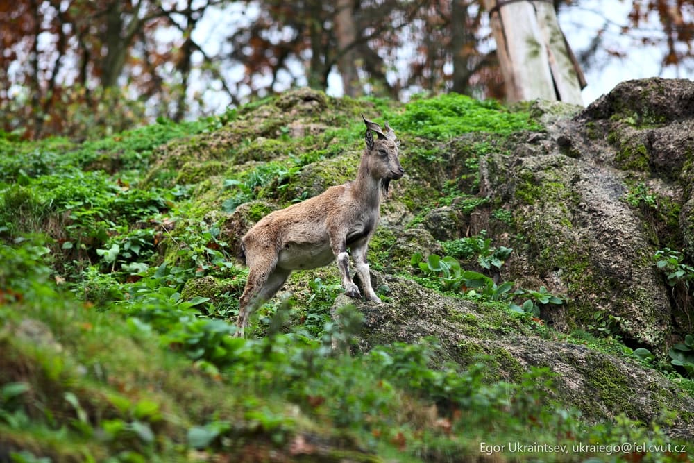 Mountain goat