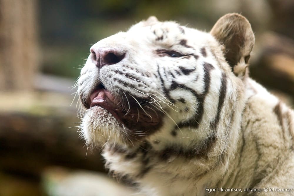 White tiger