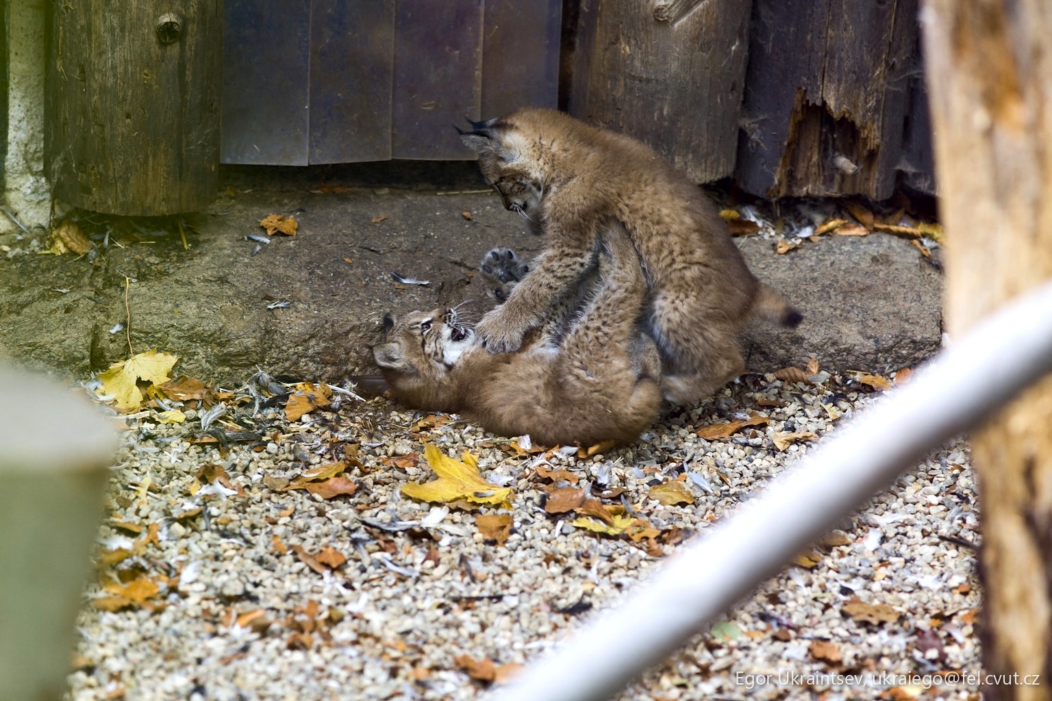Kitten playing with a mouse