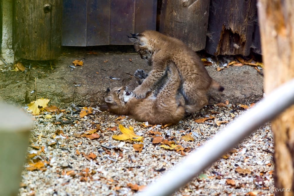 Kitten playing with a mouse