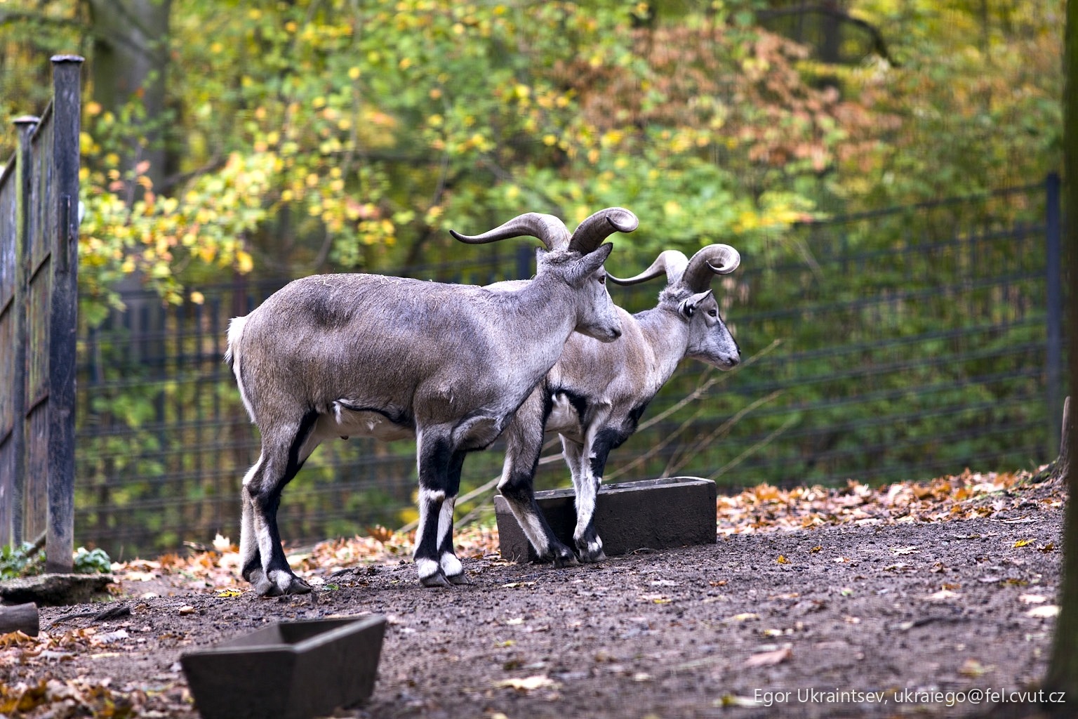 Bighorns