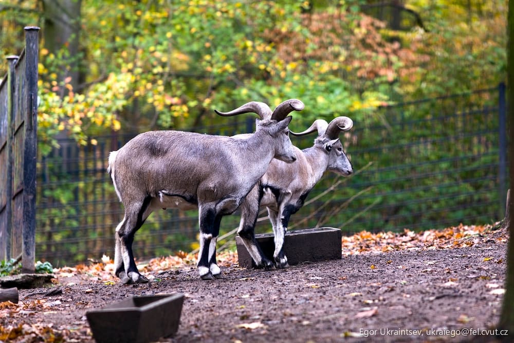 Bighorns