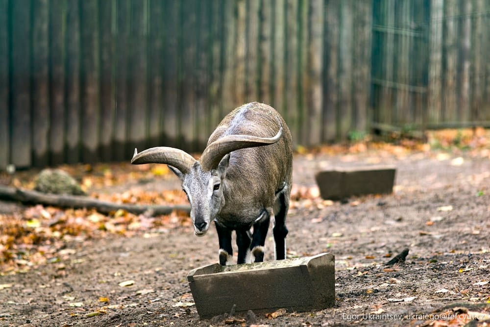 Ram