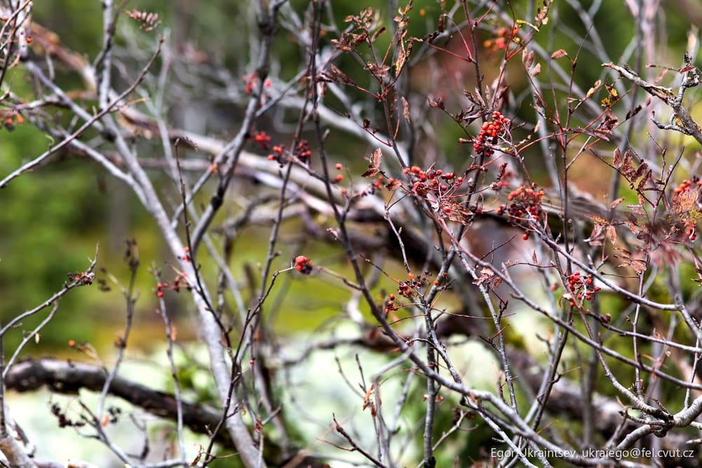 Red berries on a tree