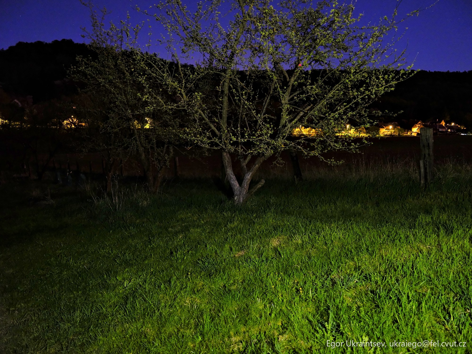Tree in a field