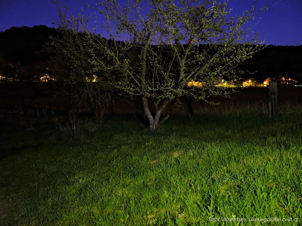 Tree in a field