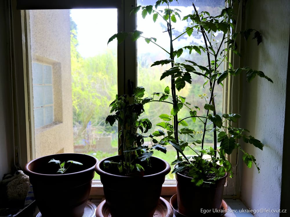 Potted plants in front of a window