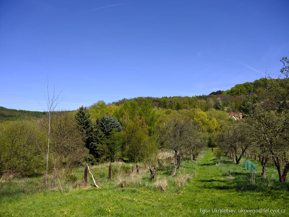 Field with trees