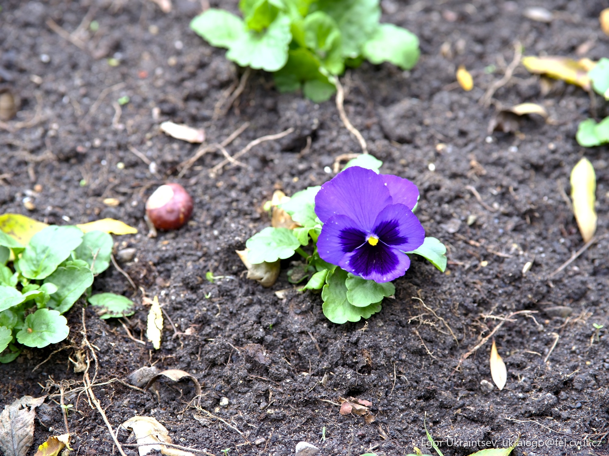 Purple flower growing