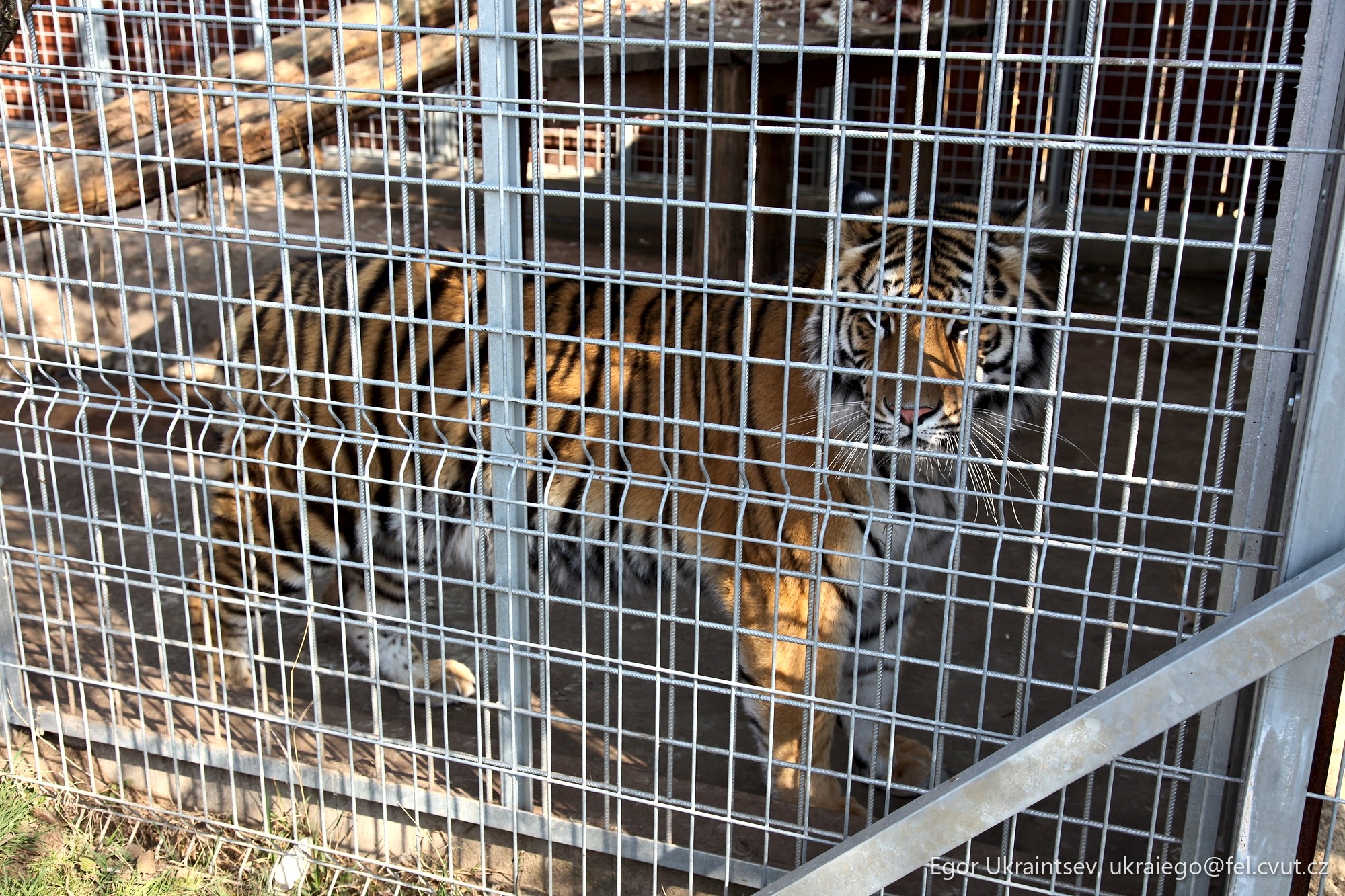Tiger in a cage
