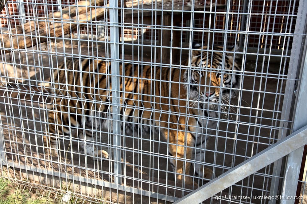 Tiger in a cage