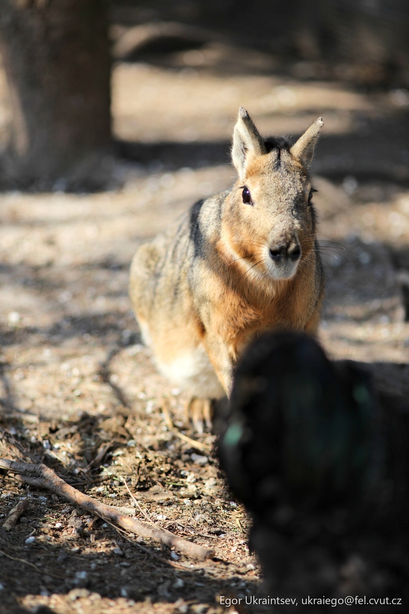 Rabbit in the sun