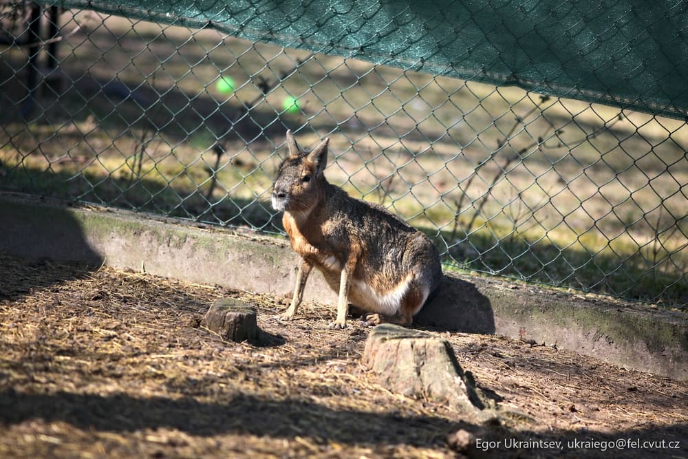 Dog behind a chain link