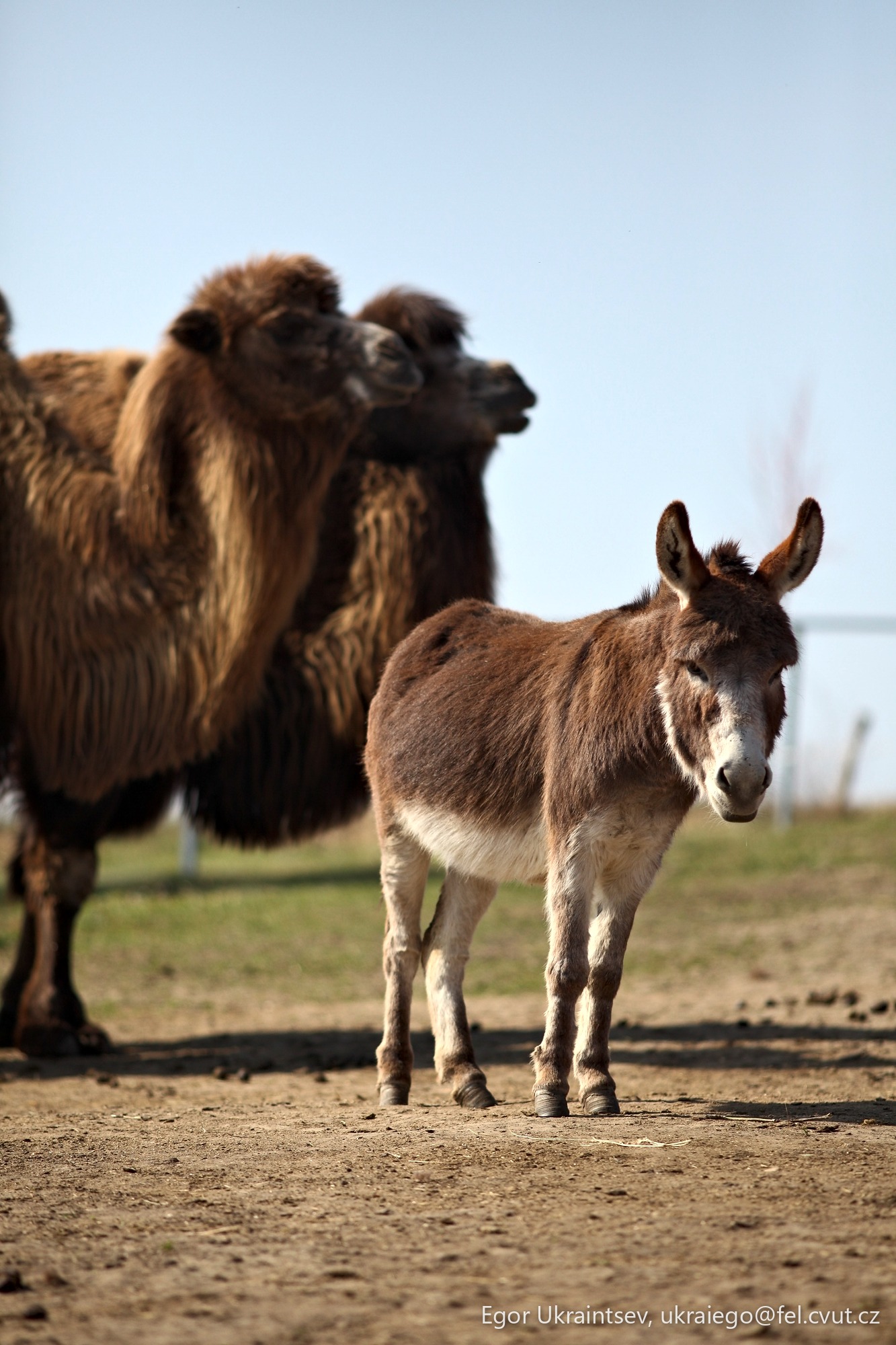 Baby goat and its mother