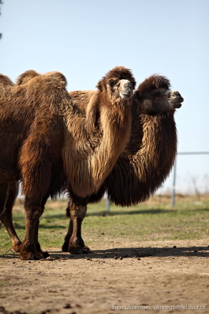 Camels in a field