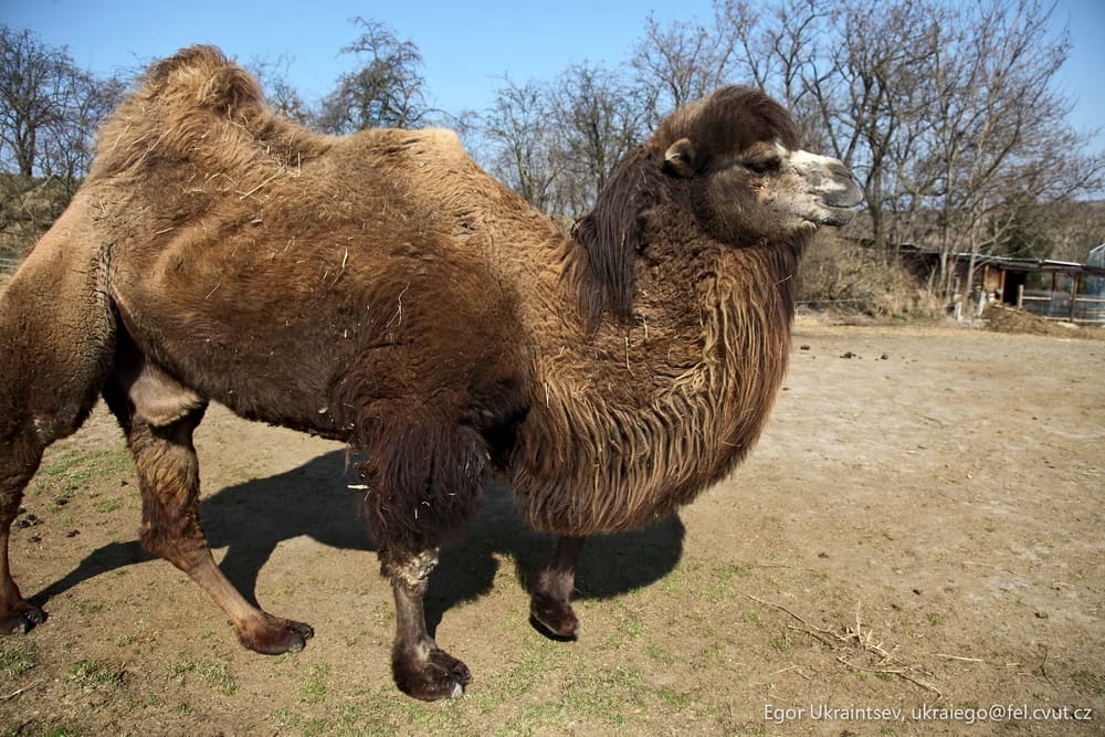 Camel in a field