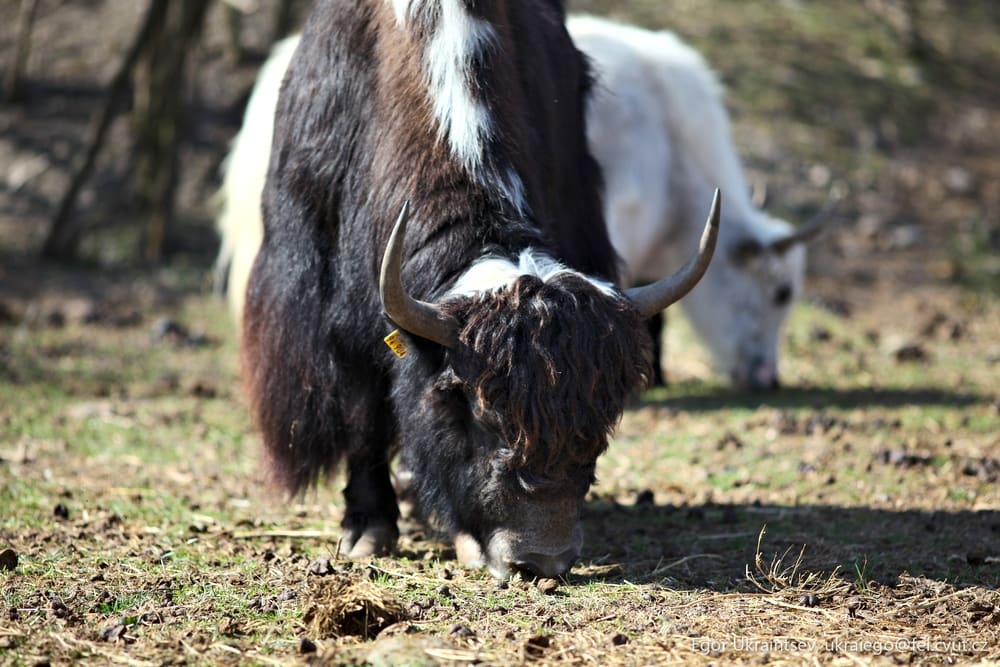 Goat grazing in the woods