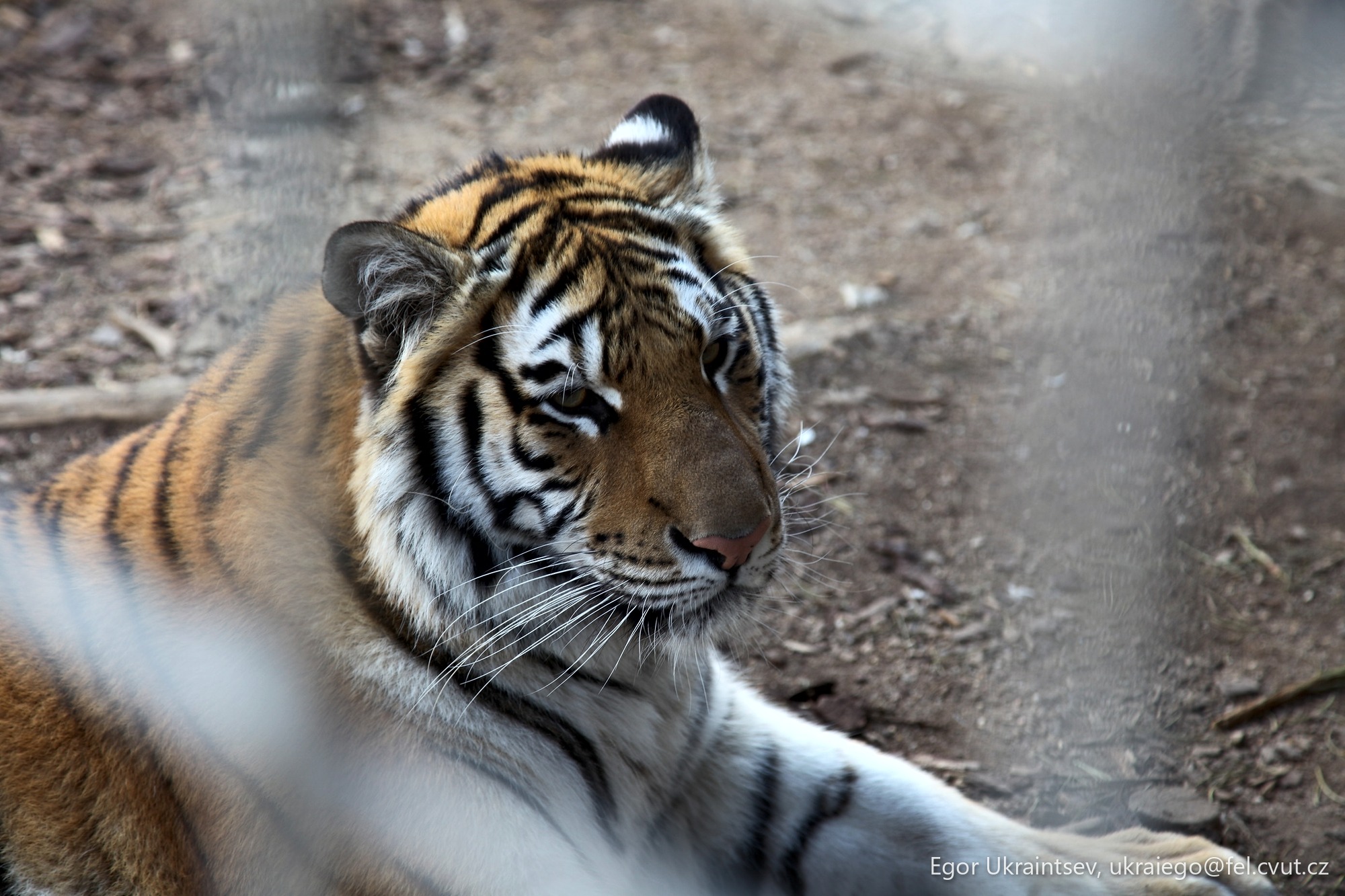 Tiger laying on the ground