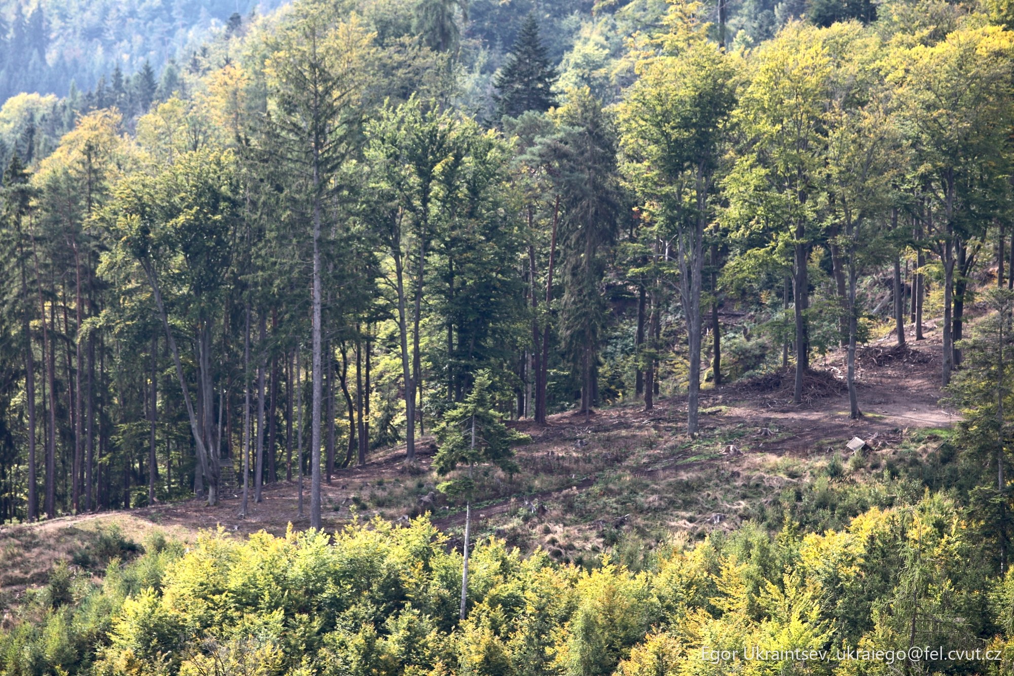 Bear in the woods
